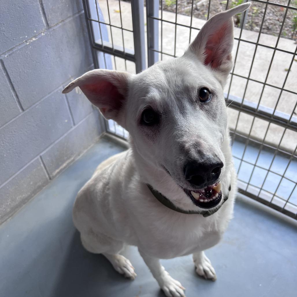 Enlarge PLUMA, a Adoptable mixed breed in Kyle, TX image 3/6