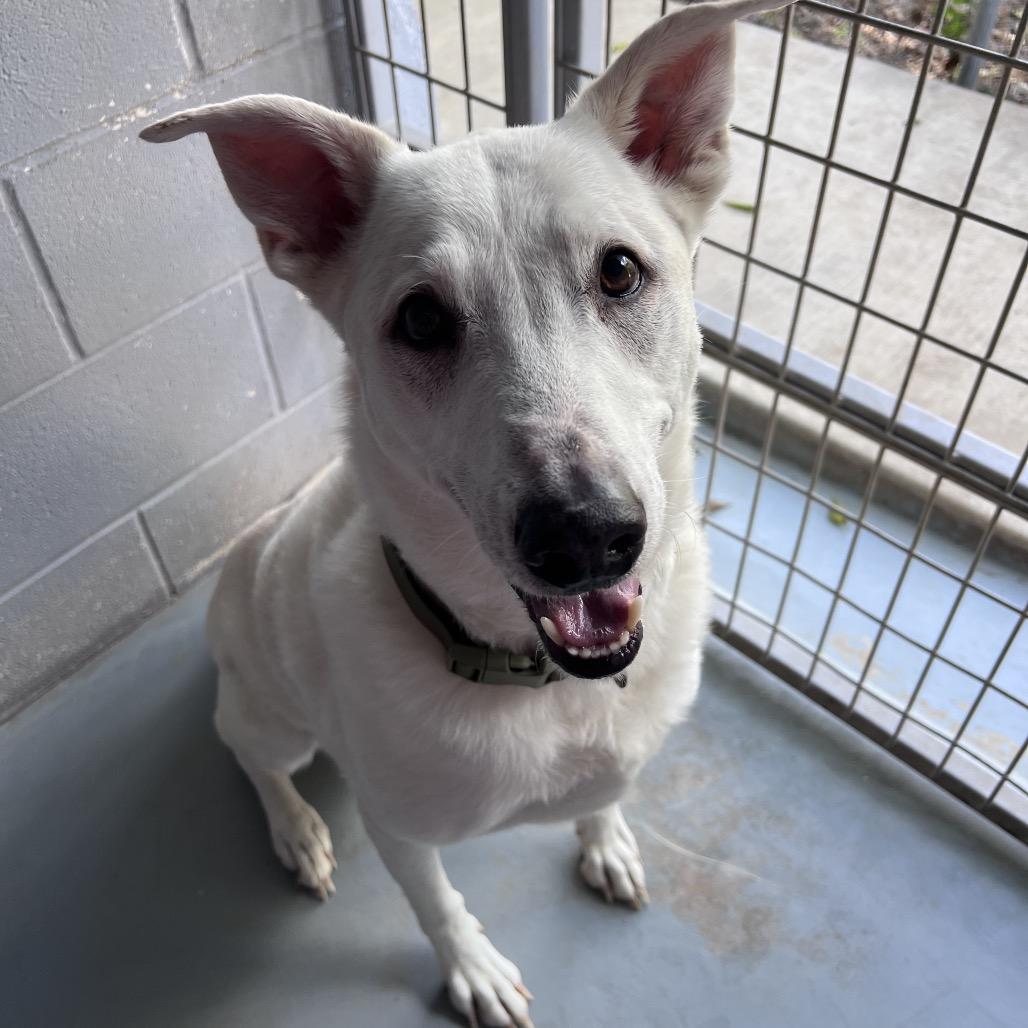 Enlarge PLUMA, a Adoptable mixed breed in Kyle, TX image 4/6