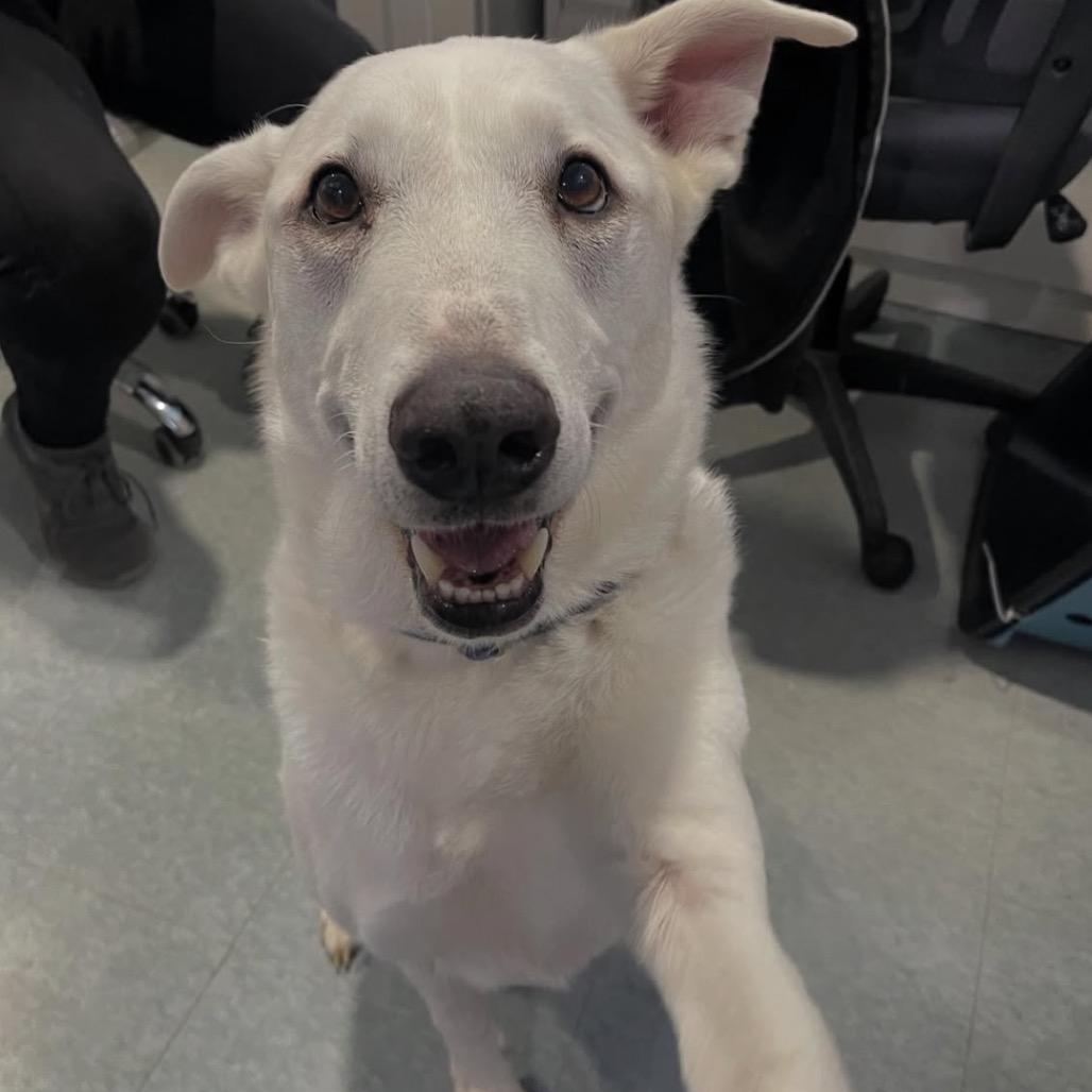 Enlarge PLUMA, a Adoptable mixed breed in Kyle, TX image 5/6