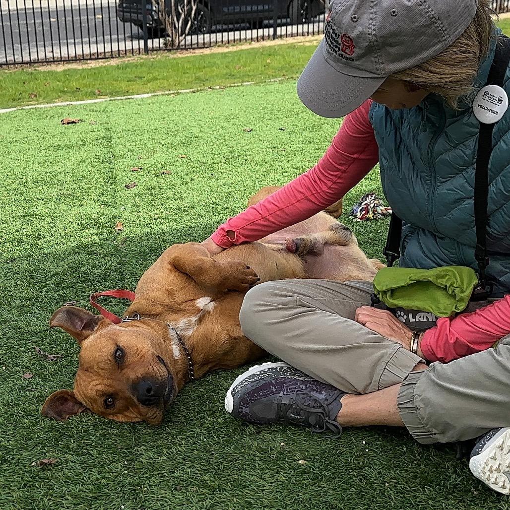 Enlarge Boxer, a ADOPTABLE Pit Bull Terrier in Dublin, CA image 6/6