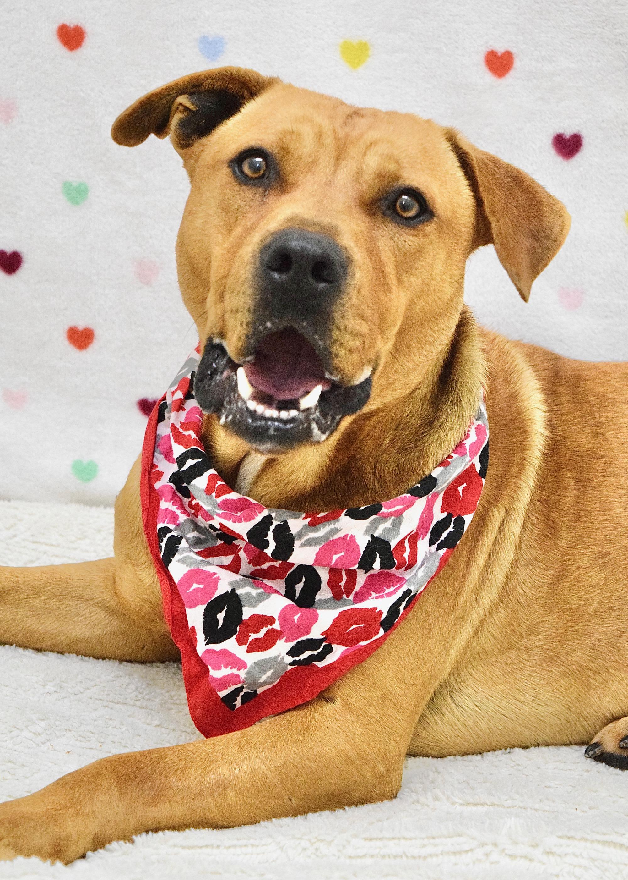 Enlarge Boxer, a ADOPTABLE Pit Bull Terrier in Dublin, CA image 1/6