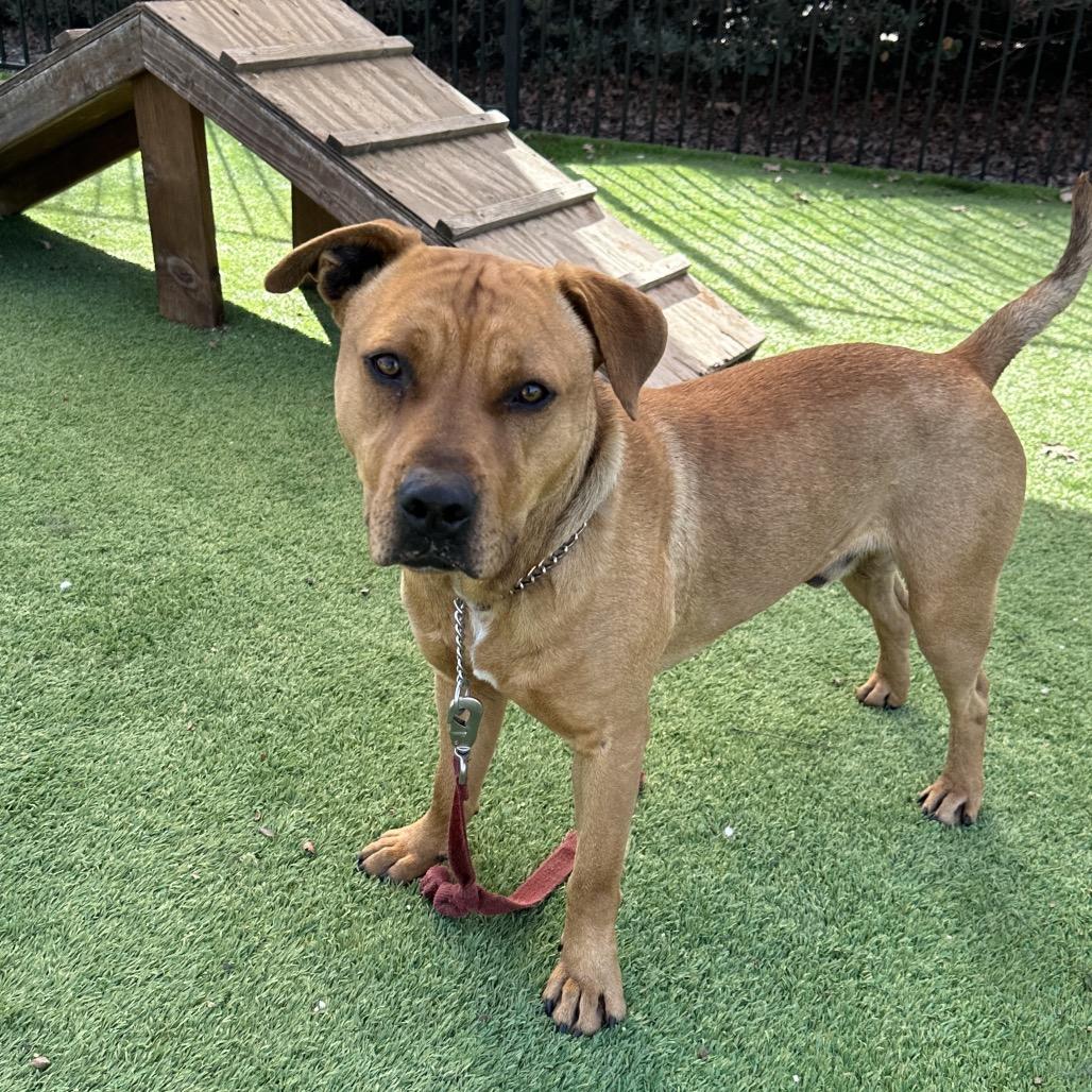 Enlarge Boxer, a ADOPTABLE Pit Bull Terrier in Dublin, CA image 4/6