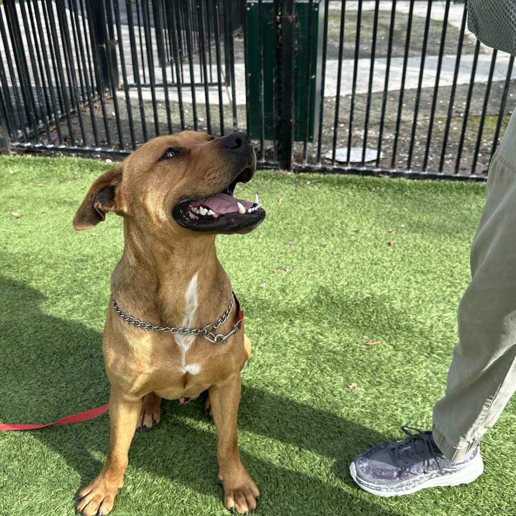 Enlarge Boxer, a ADOPTABLE Pit Bull Terrier in Dublin, CA image 5/6