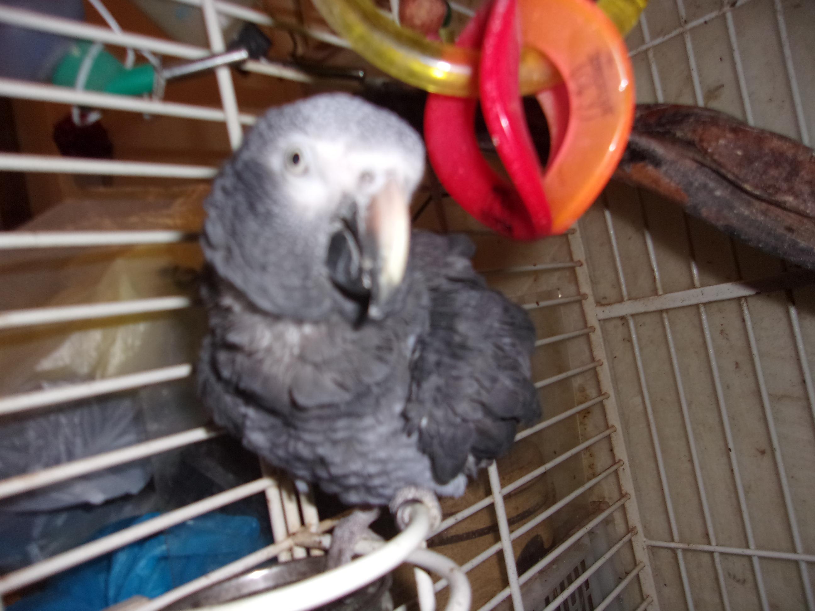 Timneh African Gray-ADOPTION PENDING