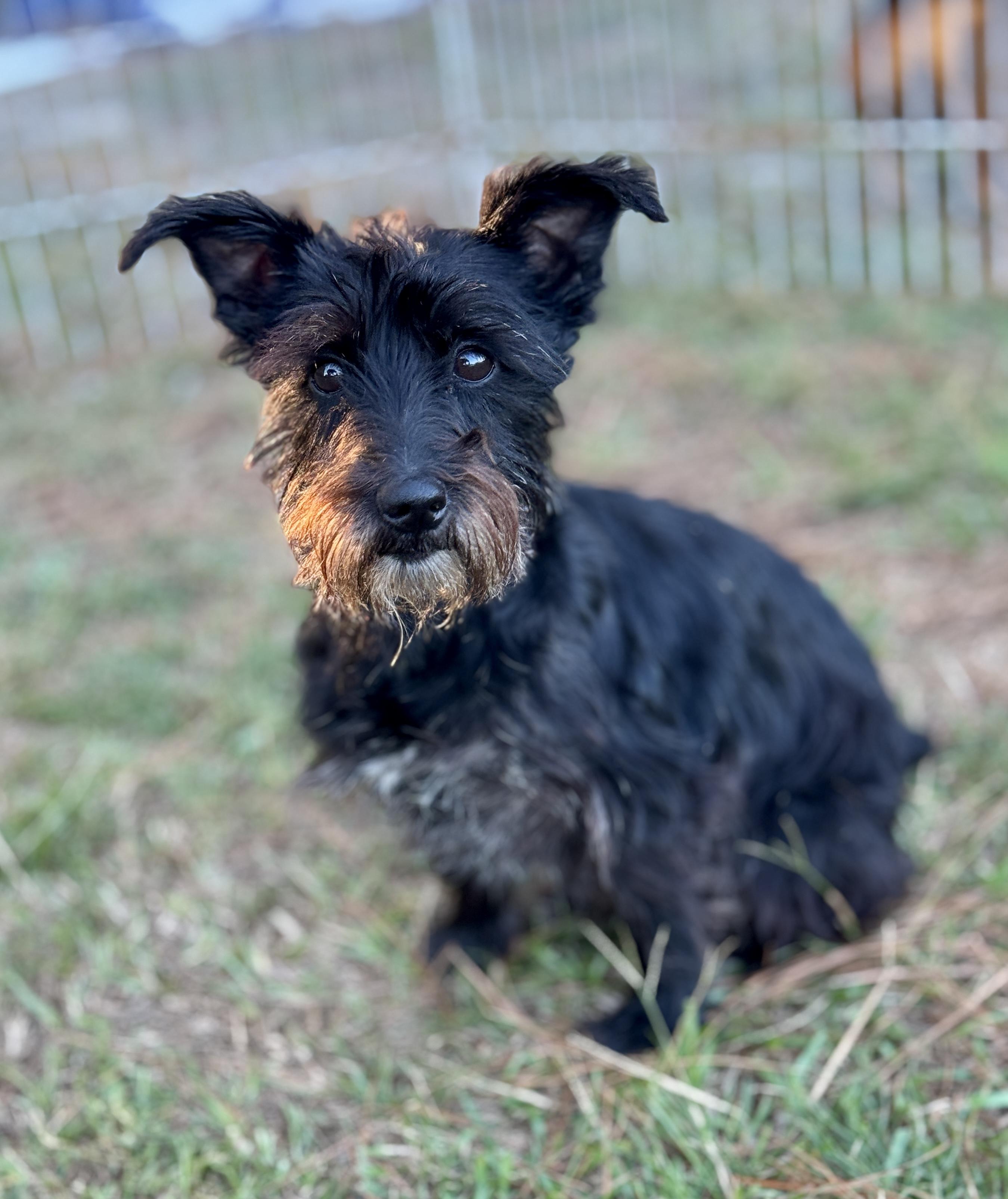 Enlarge Hannah, a Adoptable mixed breed in Oakland, NJ image 3/5