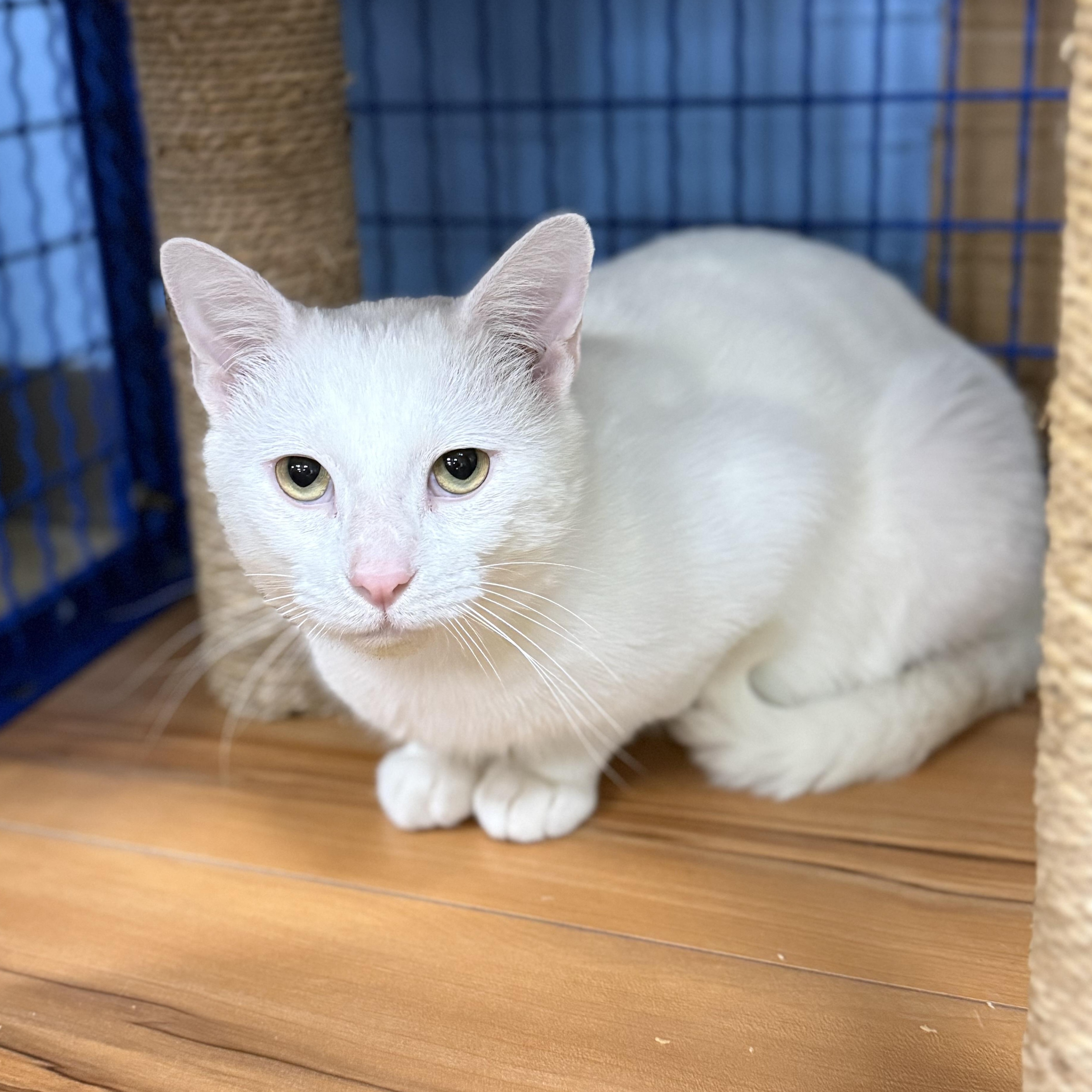 Enlarge Wedge, an adoptable Domestic Short Hair in Collierville, TN image 3/4