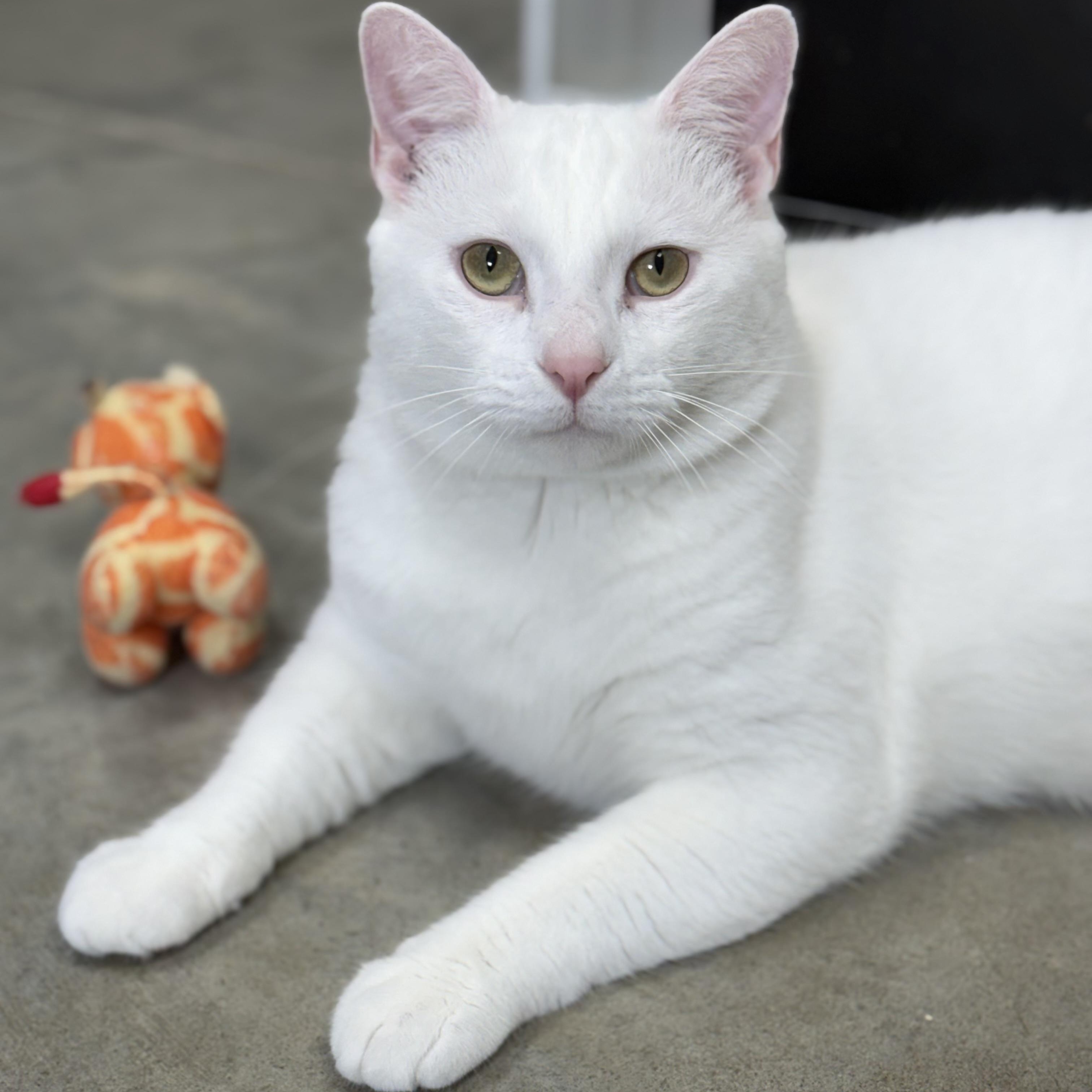 Wedge, an adoptable Domestic Short Hair in Collierville, TN image 2/6