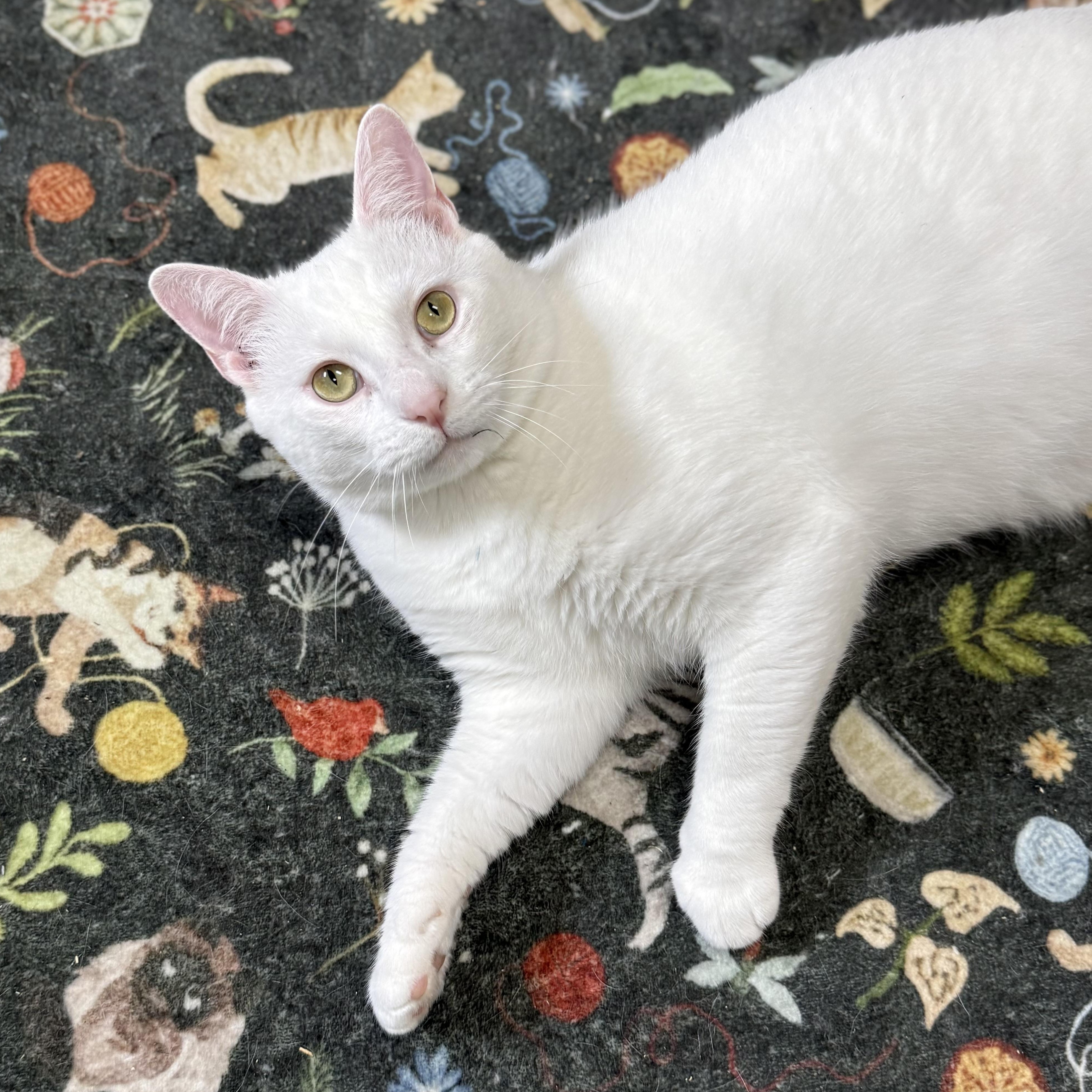 Wedge, an adoptable Domestic Short Hair in Collierville, TN image 1/6