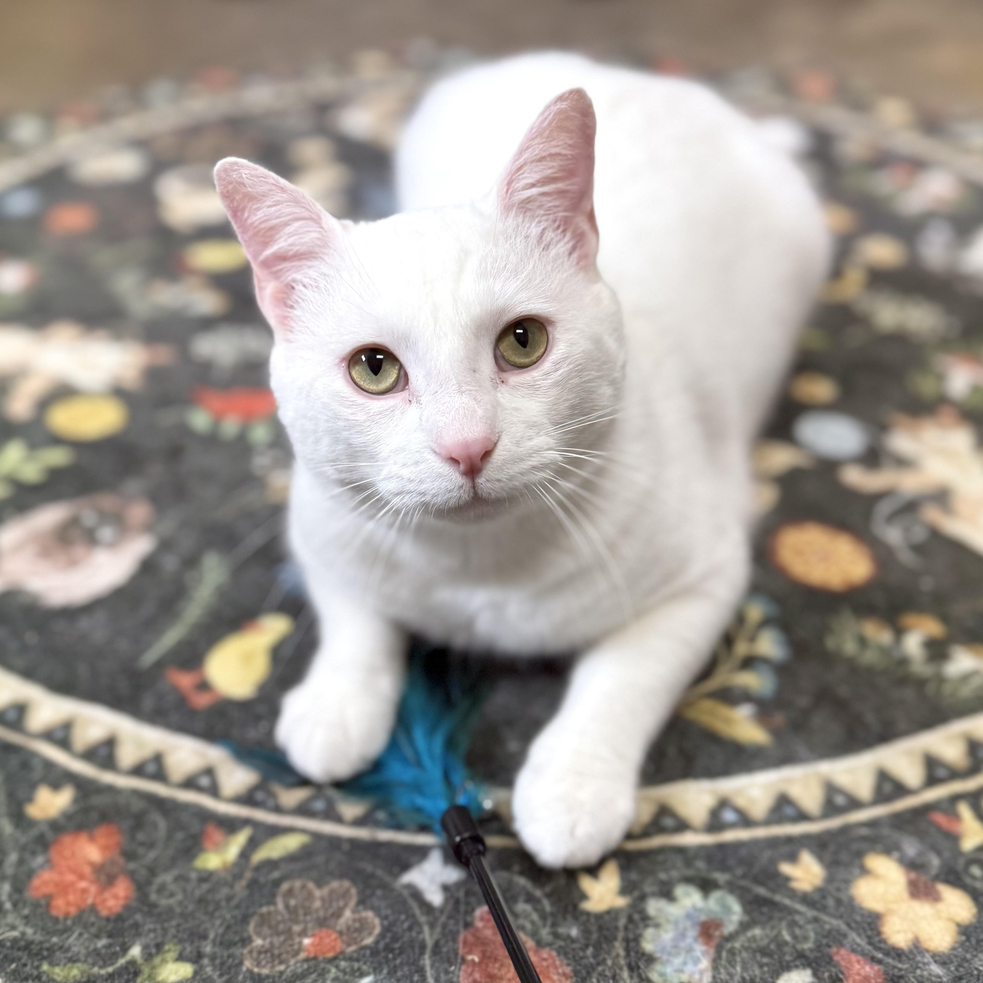 Wedge, an adoptable Domestic Short Hair in Collierville, TN image 5/6