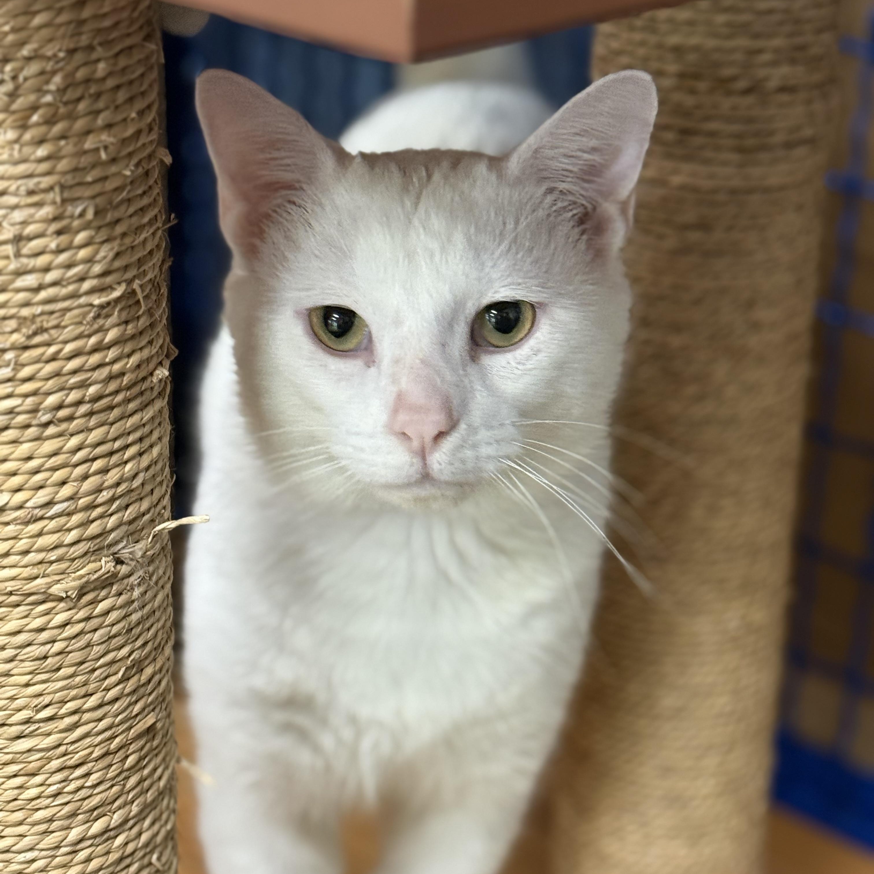 Enlarge Wedge, an adoptable Domestic Short Hair in Collierville, TN image 2/4