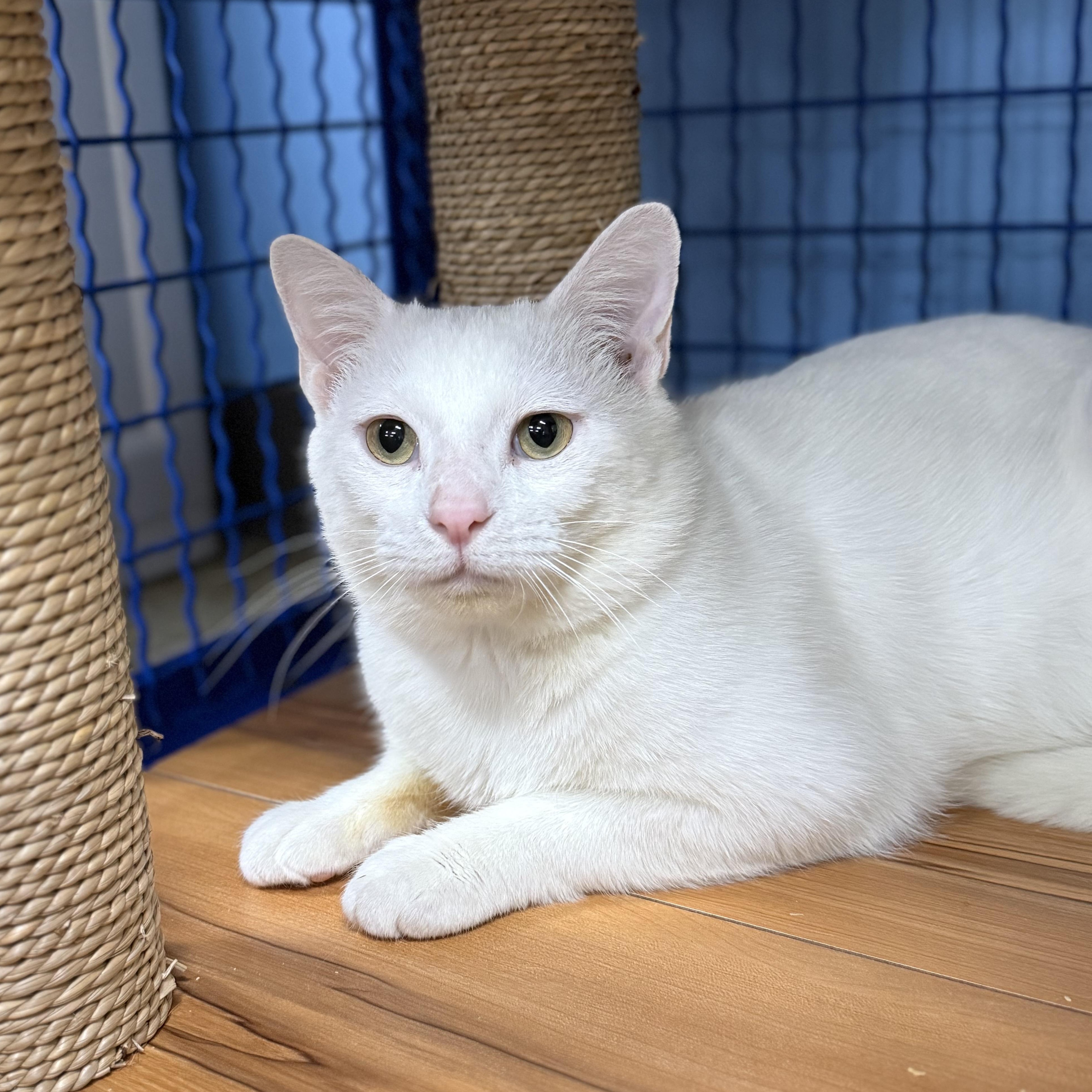 Enlarge Wedge, an adoptable Domestic Short Hair in Collierville, TN image 1/4
