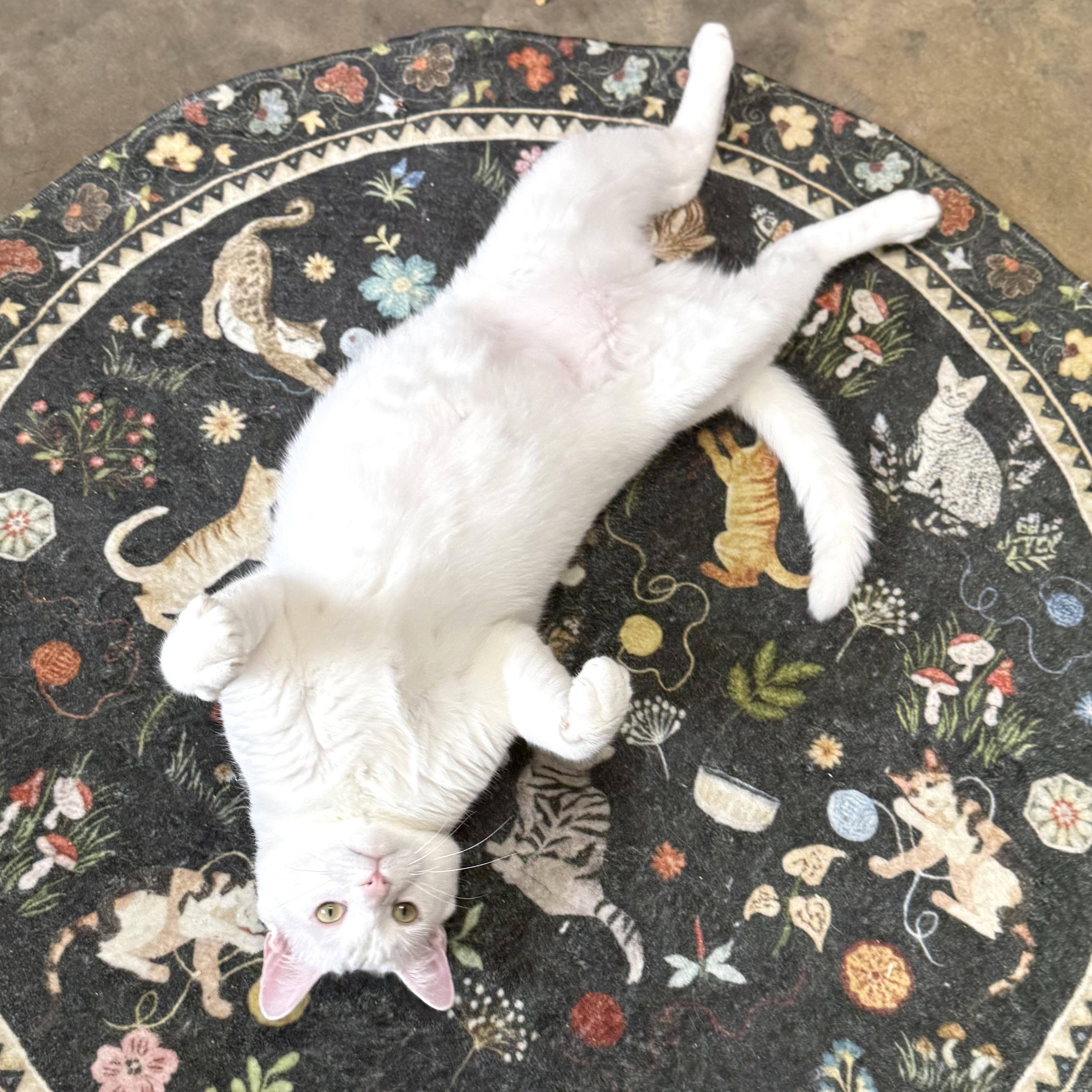 Wedge, an adoptable Domestic Short Hair in Collierville, TN image 6/6