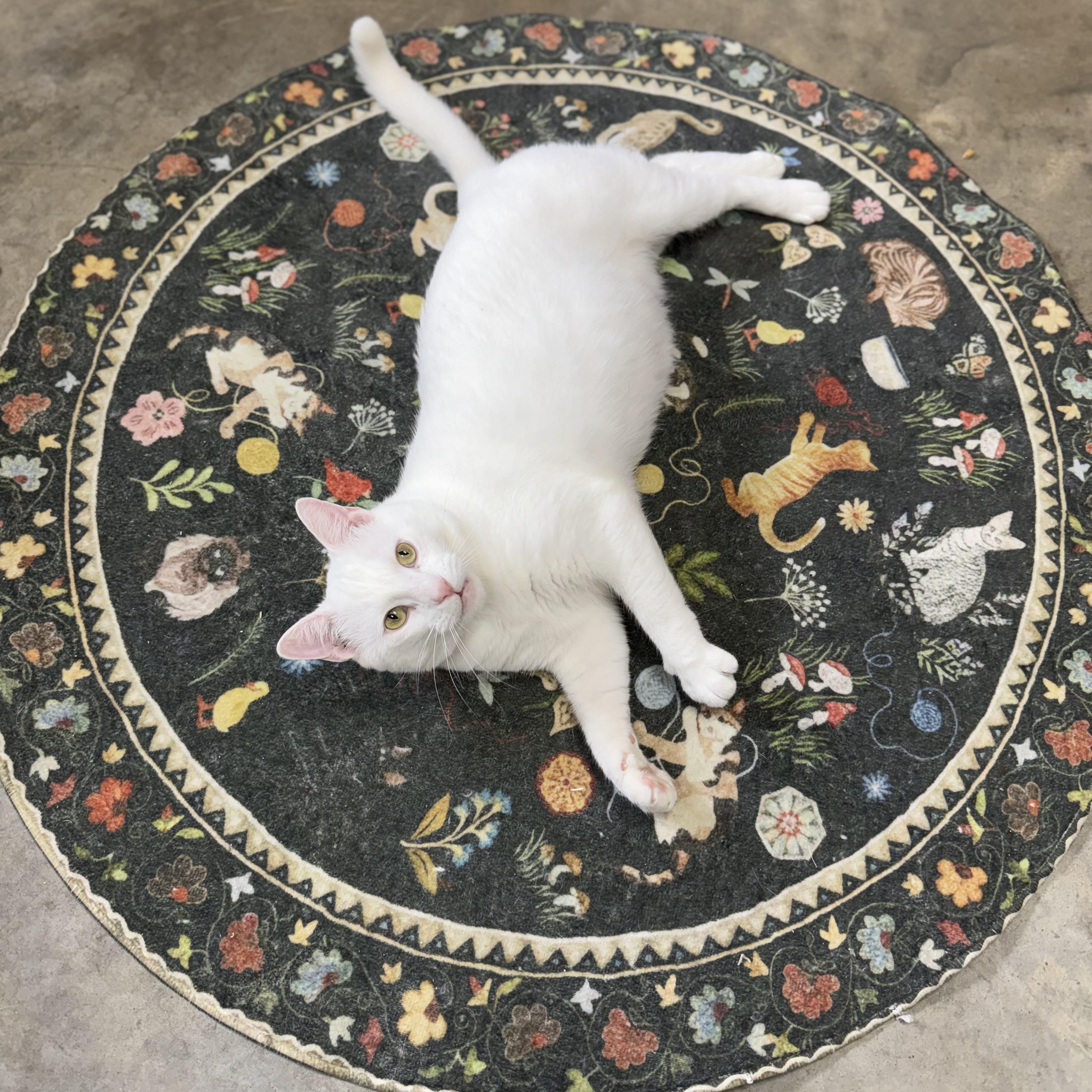 Wedge, an adoptable Domestic Short Hair in Collierville, TN image 4/6