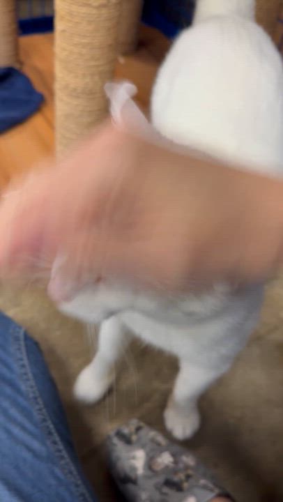 Enlarge Wedge, an adoptable Domestic Short Hair in Collierville, TN video 4/4