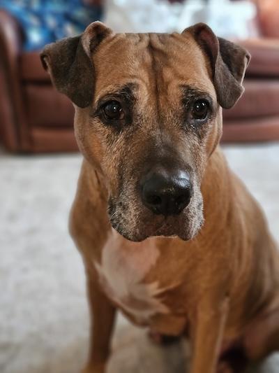 Bailey — thumbnail 2