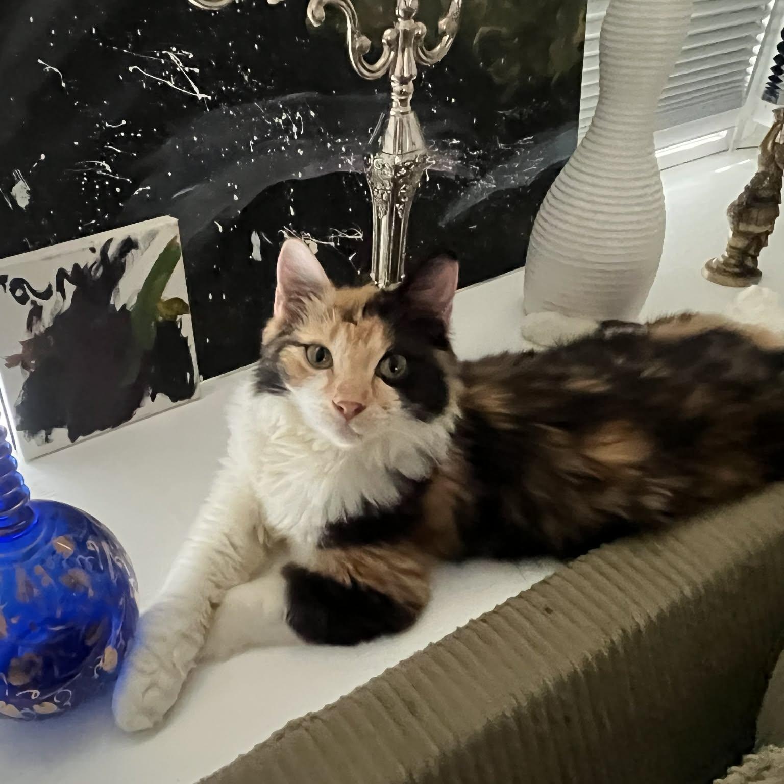 Enlarge Missy Meow Meow, an adoptable mixed breed in Santa Clara, CA image 6/6