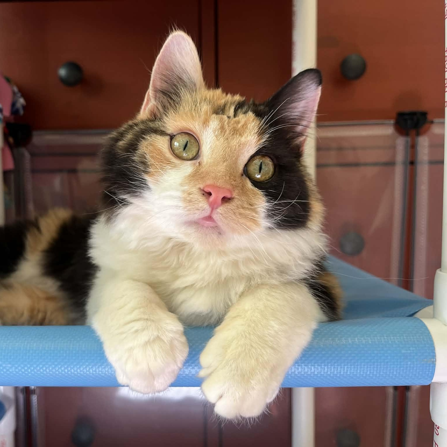 Enlarge Missy Meow Meow, an adoptable mixed breed in Santa Clara, CA image 3/6