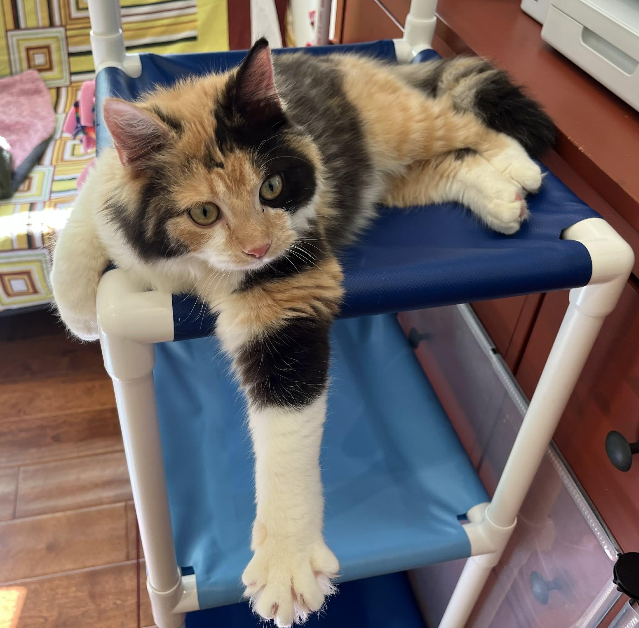 Enlarge Missy Meow Meow, an adoptable mixed breed in Santa Clara, CA image 5/6