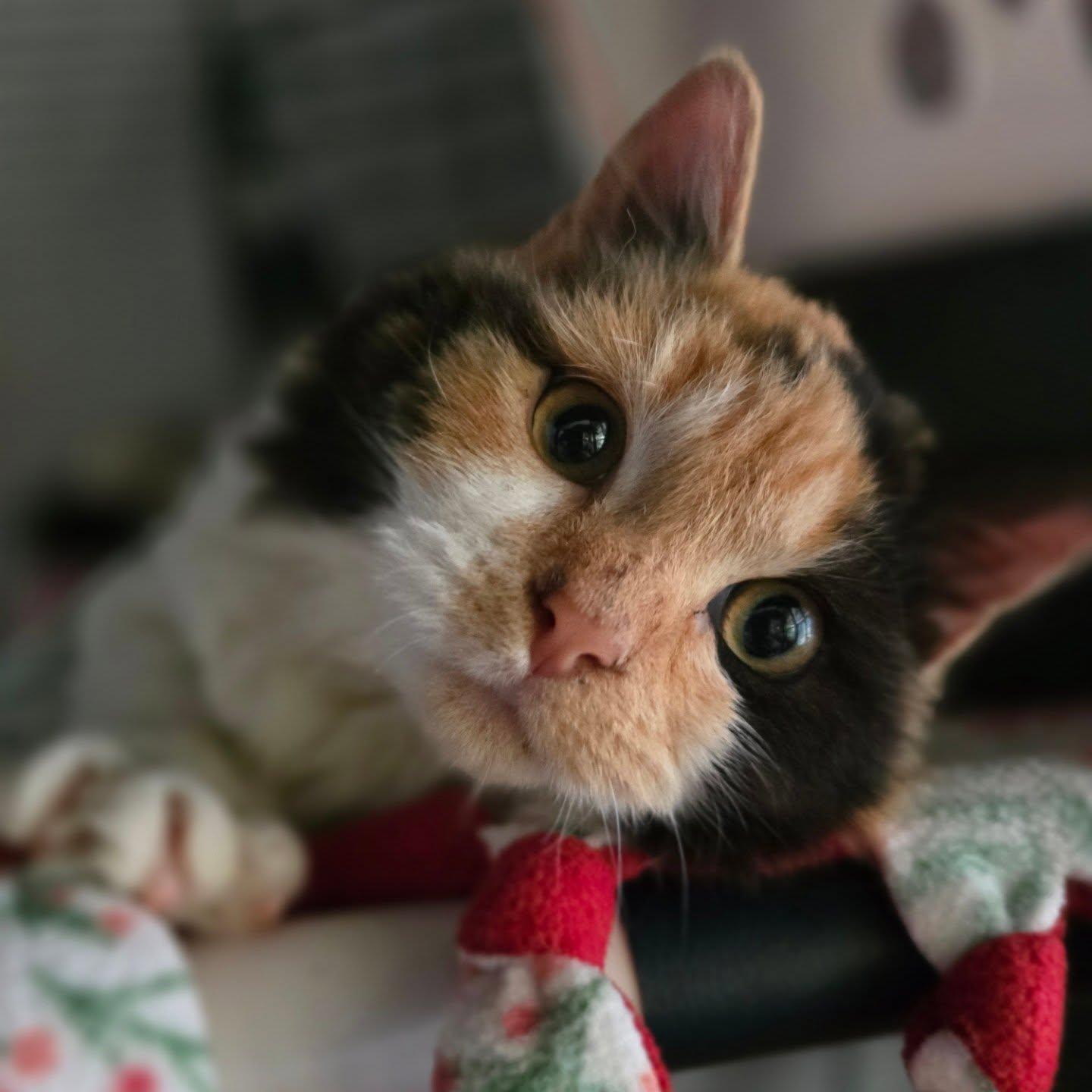 Missy Meow Meow, adoptable, Kitten Female Domestic Medium Hair & Calico.