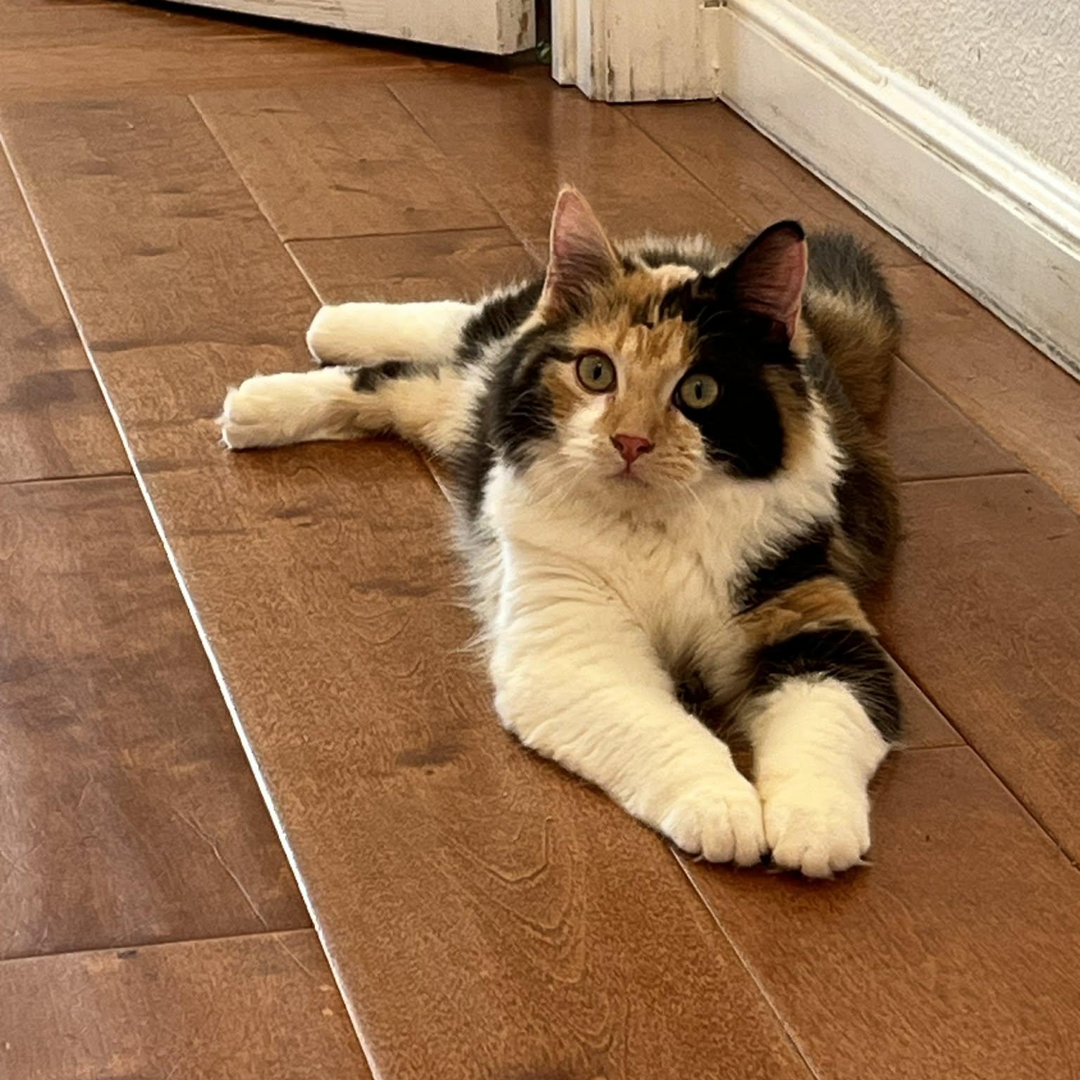 Enlarge Missy Meow Meow, an adoptable mixed breed in Santa Clara, CA image 2/6