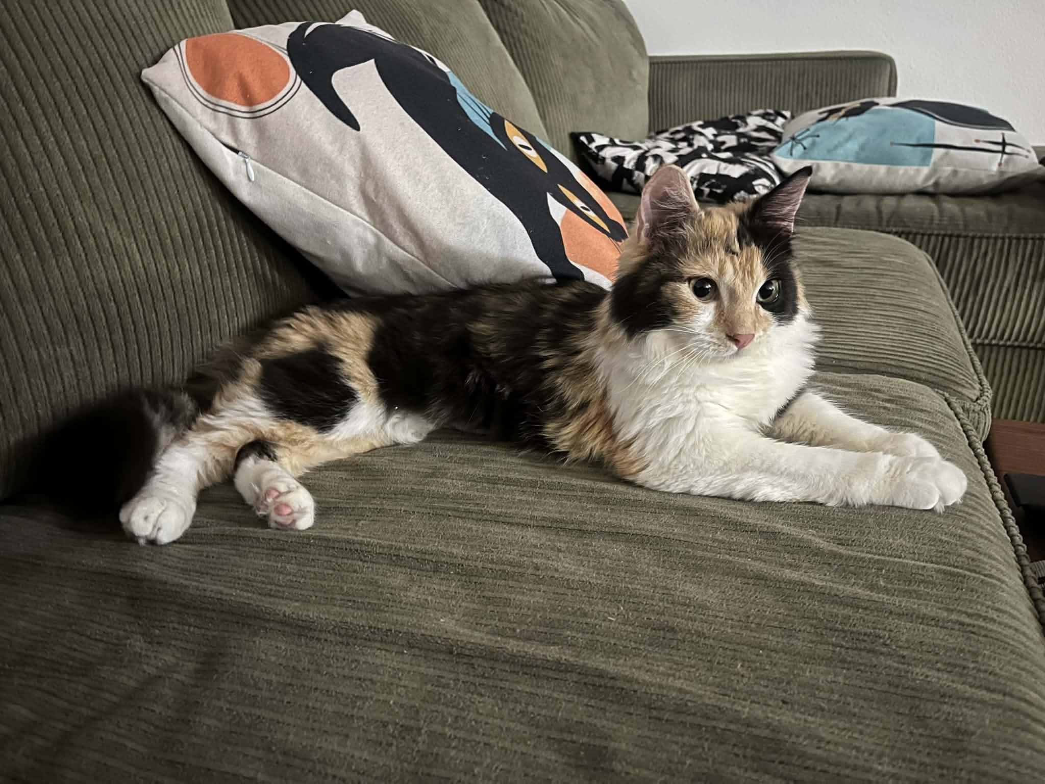 Enlarge Missy Meow Meow, an adoptable mixed breed in Santa Clara, CA image 4/6