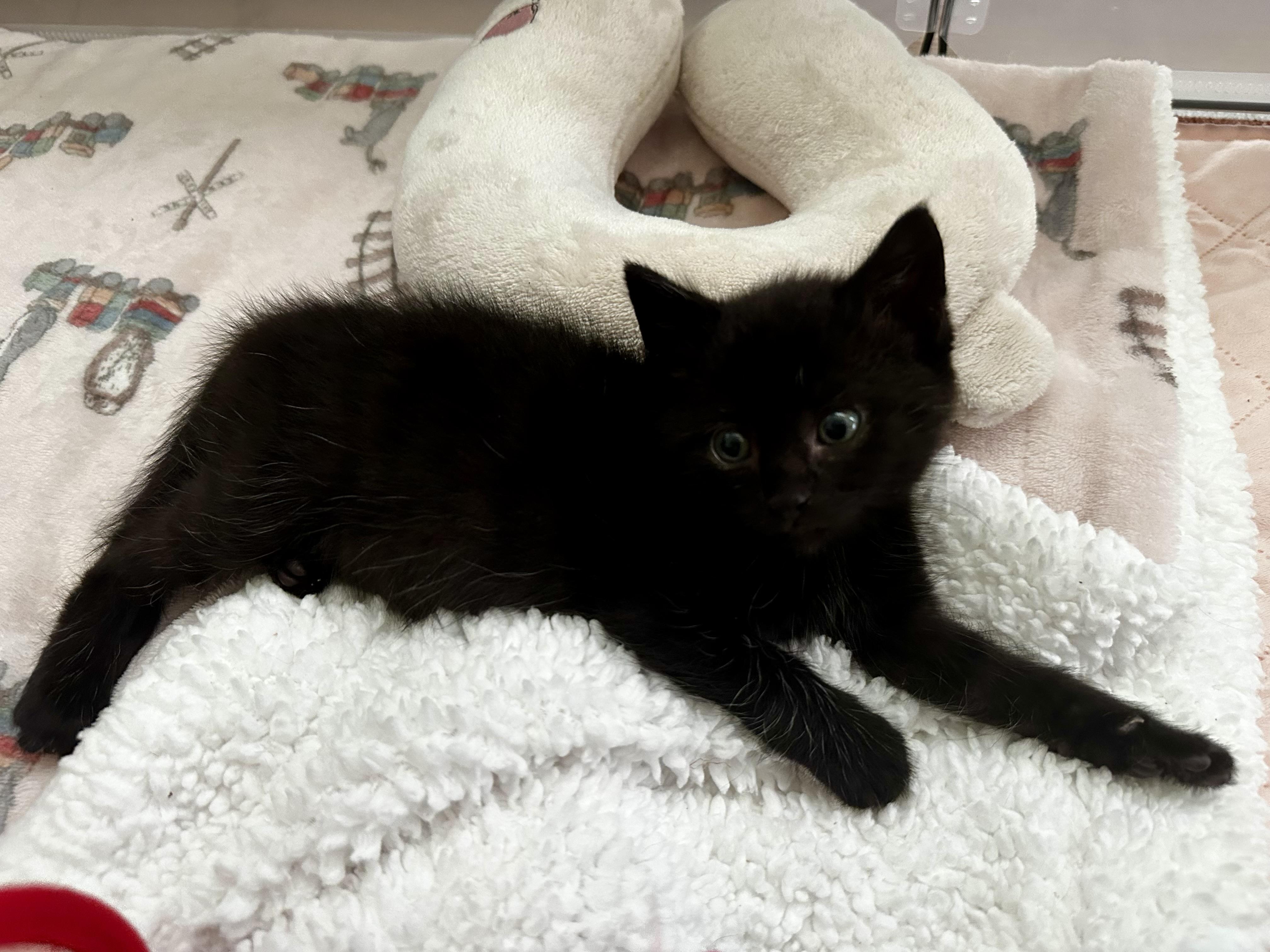 Tahoe Tessie, a Adoptable mixed breed in Dixon, CA image 1/4