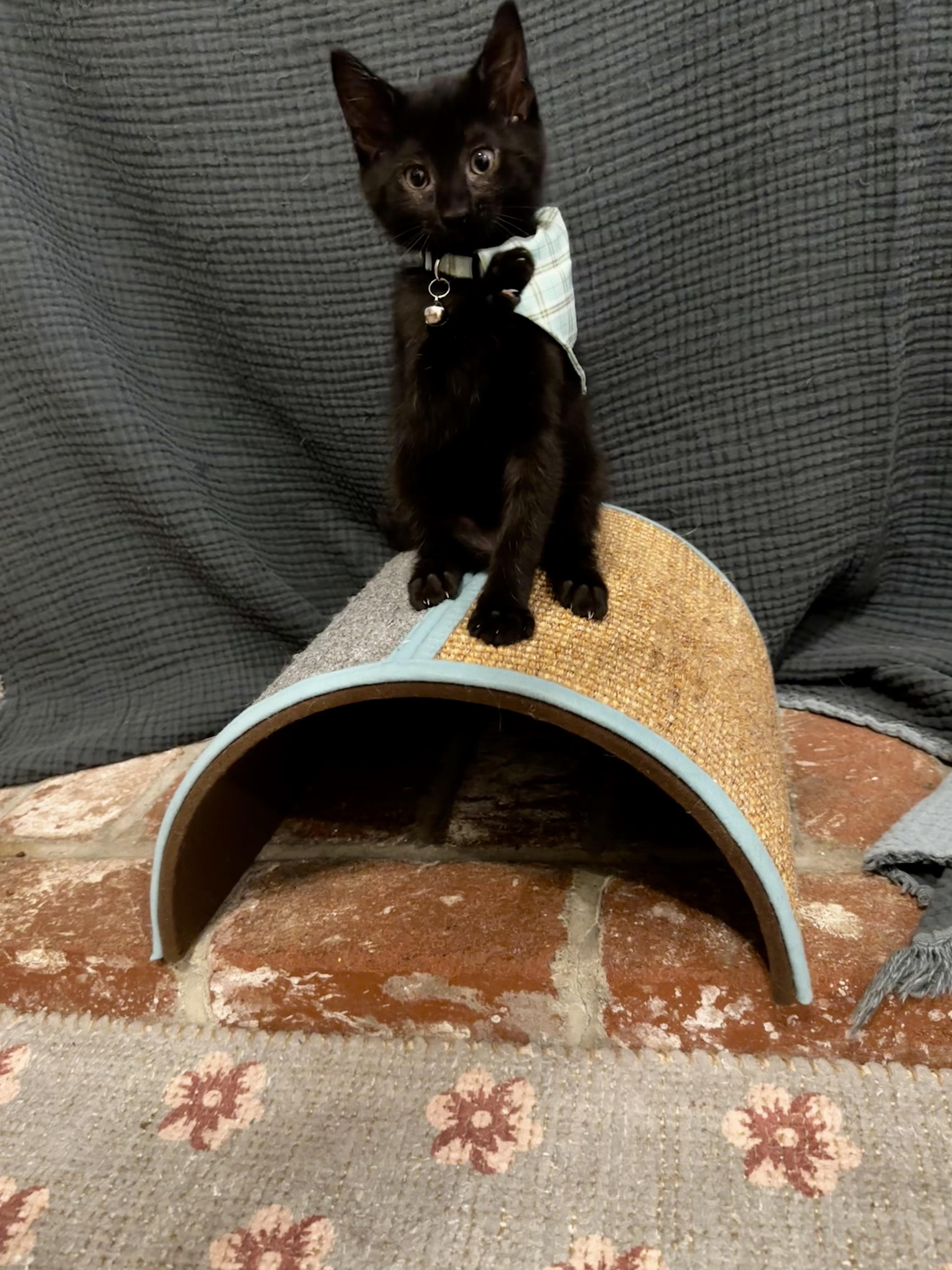 Tahoe Tessie, a Adoptable mixed breed in Dixon, CA image 4/6