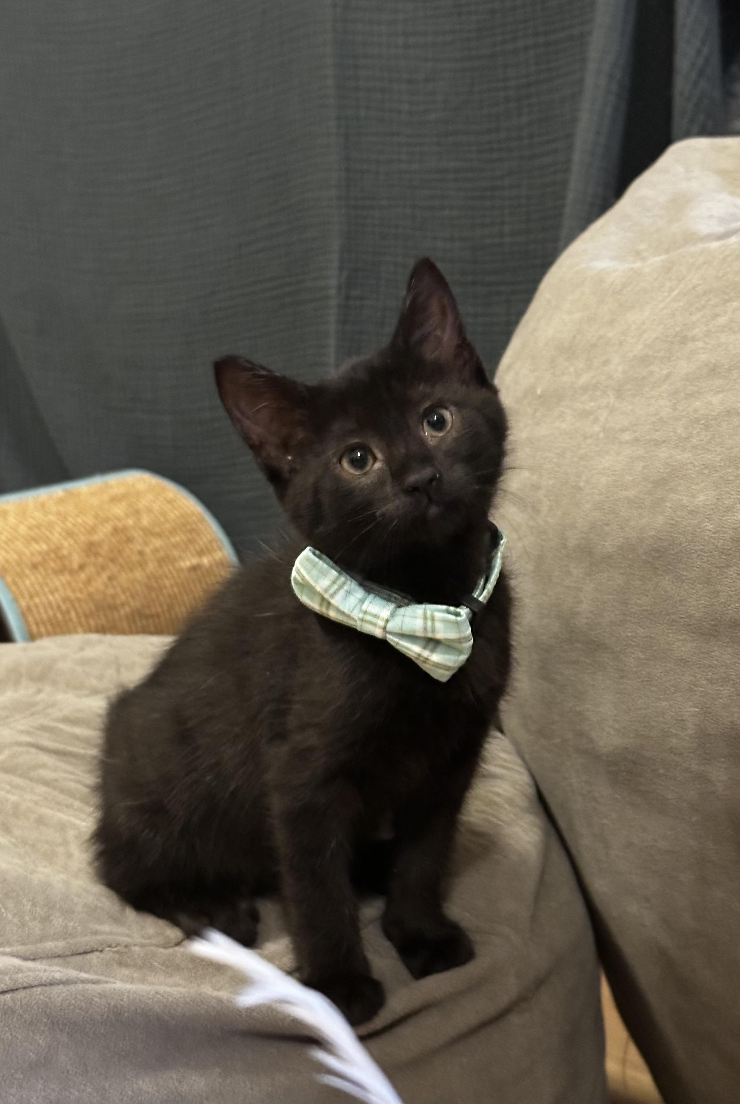 Tahoe Tessie, a Adoptable mixed breed in Dixon, CA image 5/6