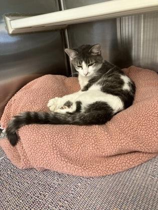 Feather, Adoptable, Adult Female Domestic Short Hair & Domestic Short Hair.