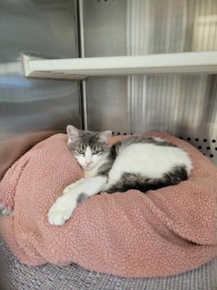 Feather, Adoptable, Adult Female Domestic Short Hair & Domestic Short Hair.