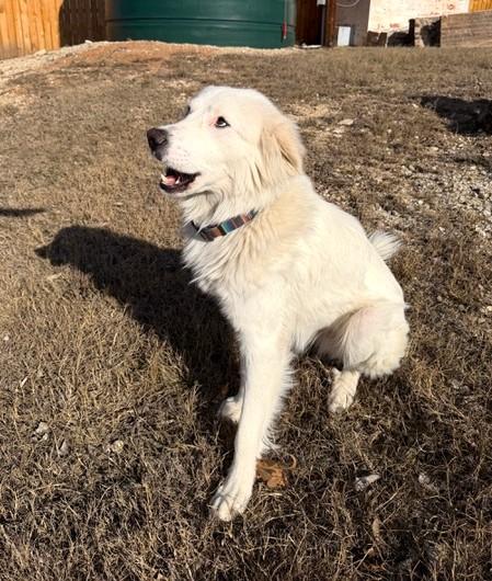 Luke, Cool Hand SAT, Adoptable, Young Male Great Pyrenees & Border Collie.