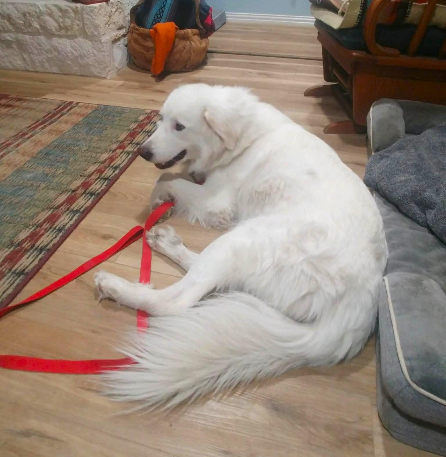 Luke, Cool Hand SAT, a Adoptable mixed breed in Quinlan, TX image 2/6
