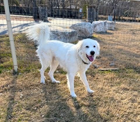 Luke, Cool Hand SAT, a Adoptable mixed breed in Quinlan, TX image 3/6