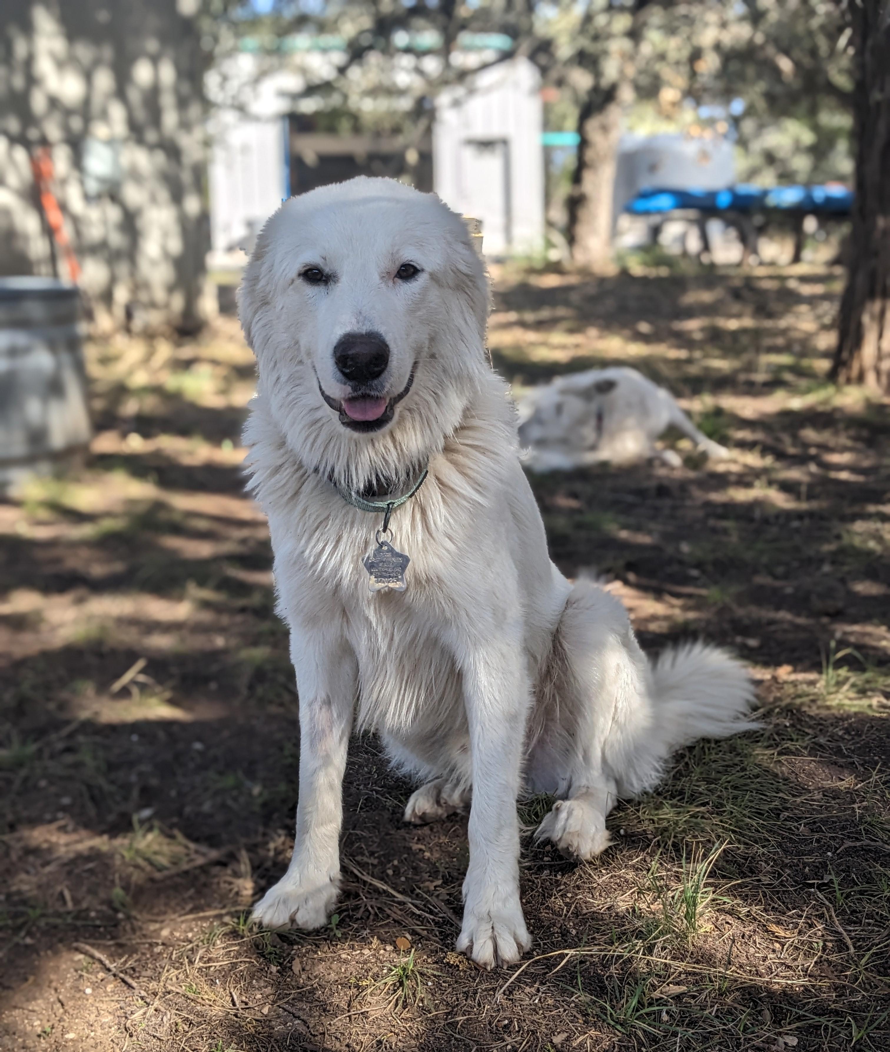 Luke, Cool Hand SAT, a Adoptable mixed breed in Quinlan, TX image 3/6