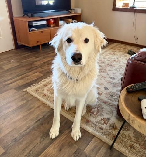 Luke, Cool Hand SAT, a Adoptable mixed breed in Quinlan, TX image 5/6
