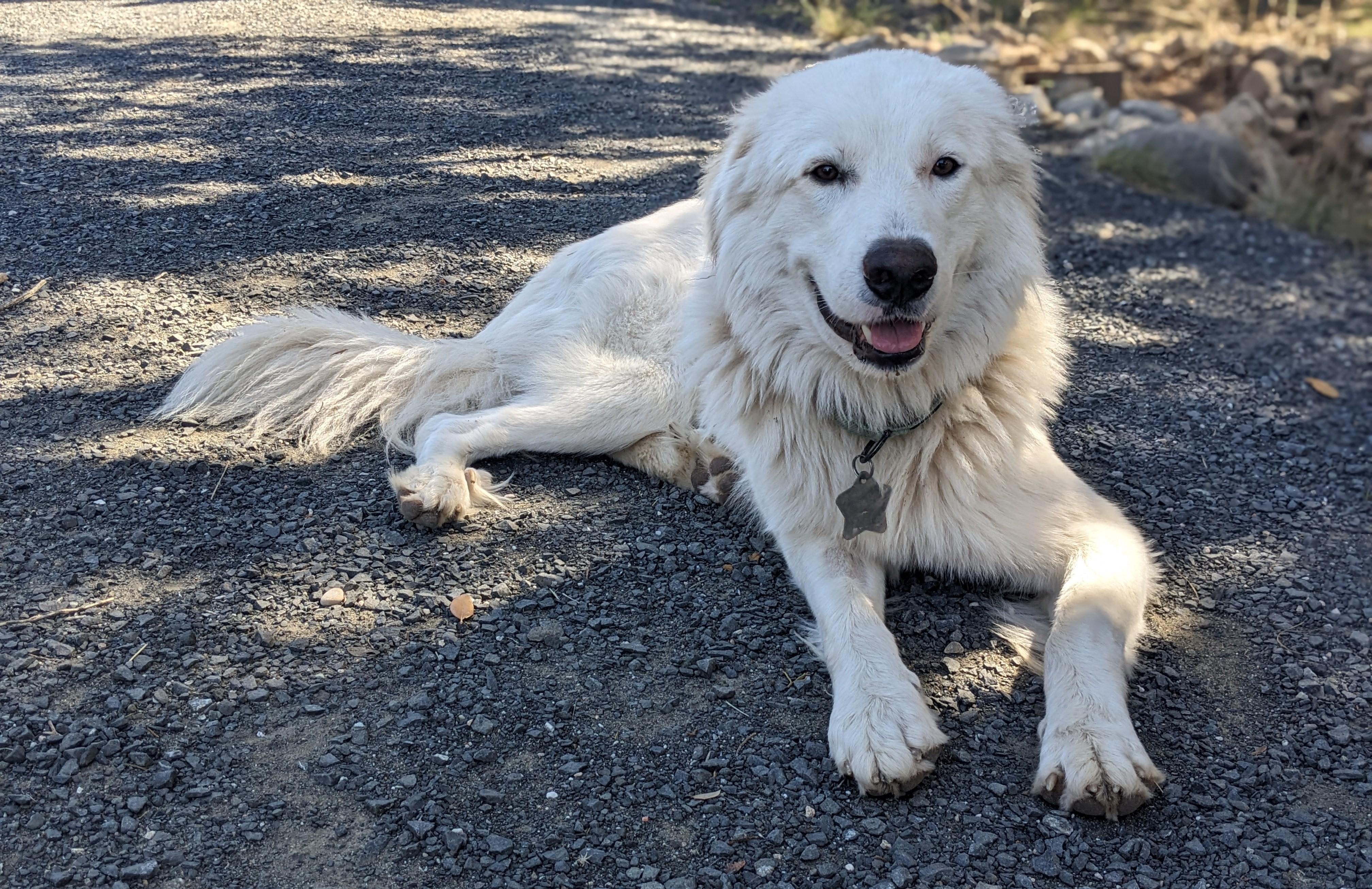 Luke, Cool Hand SAT, a Adoptable mixed breed in Quinlan, TX image 6/6