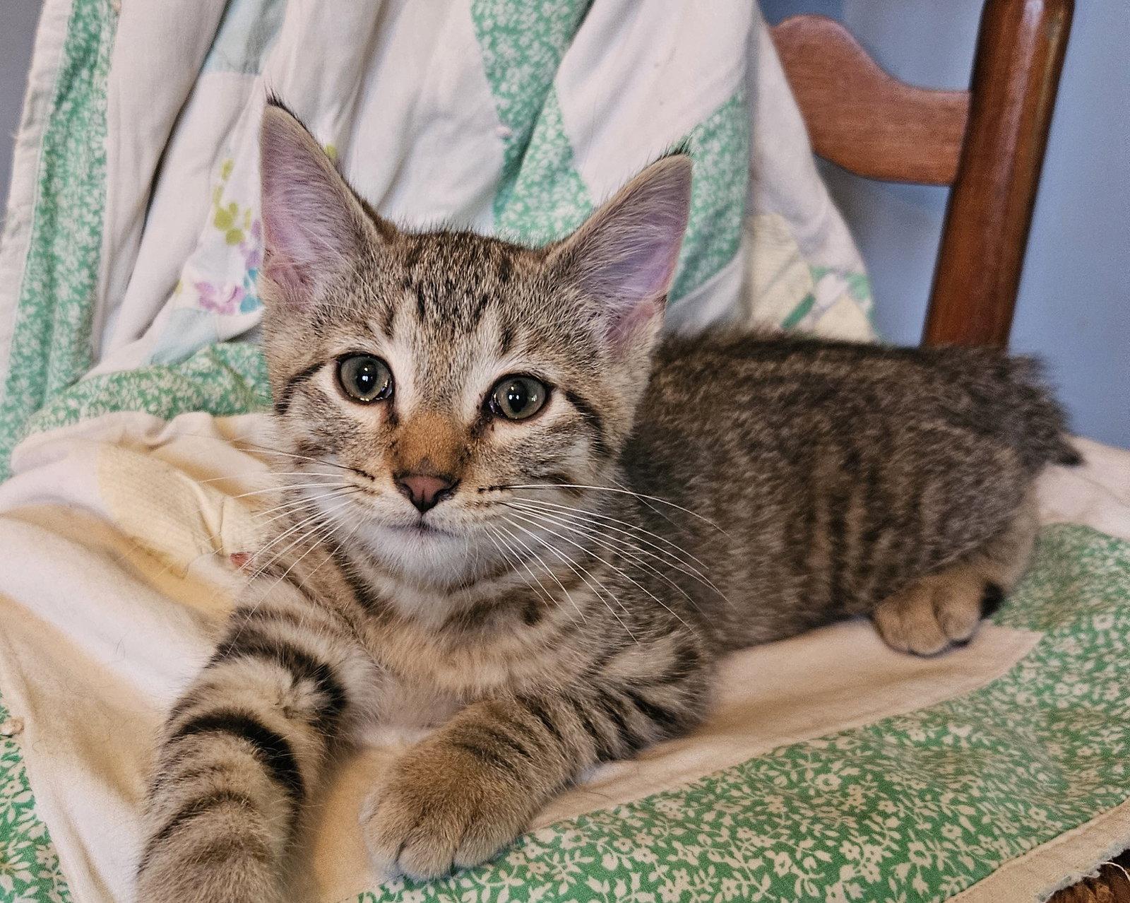 Bowie, Adoptable, Kitten Male Domestic Short Hair.