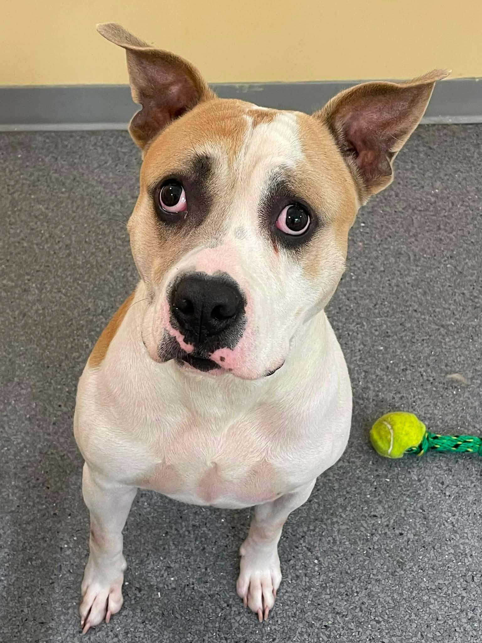 Butch, Adoptable, Adult Male Pit Bull Terrier.