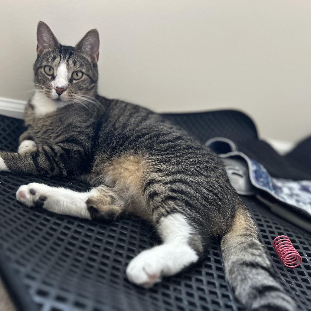 Gill, a Adoptable Domestic Short Hair in Fredericksburg, VA image 1/5