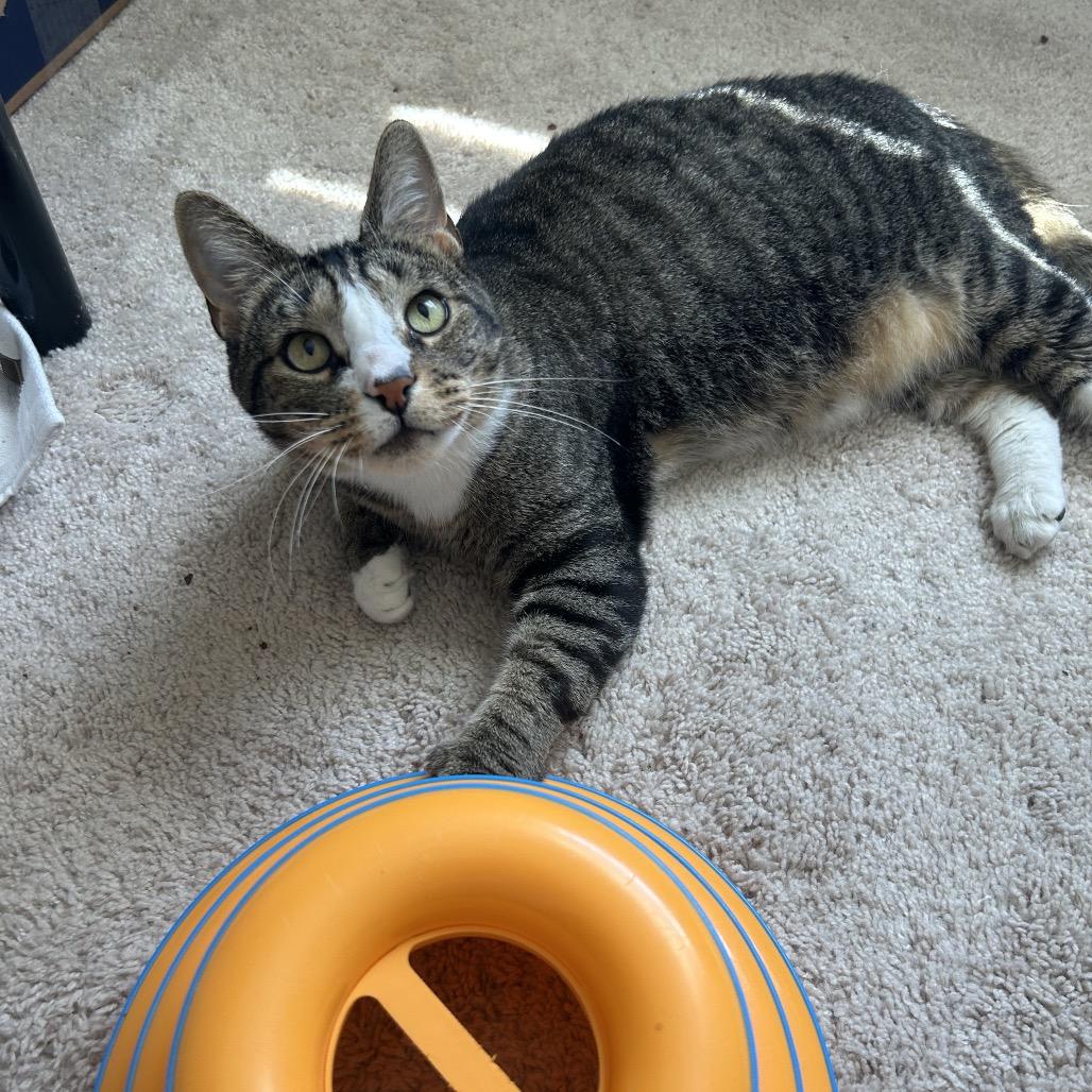 Gill, a Adoptable Domestic Short Hair in Fredericksburg, VA image 2/5