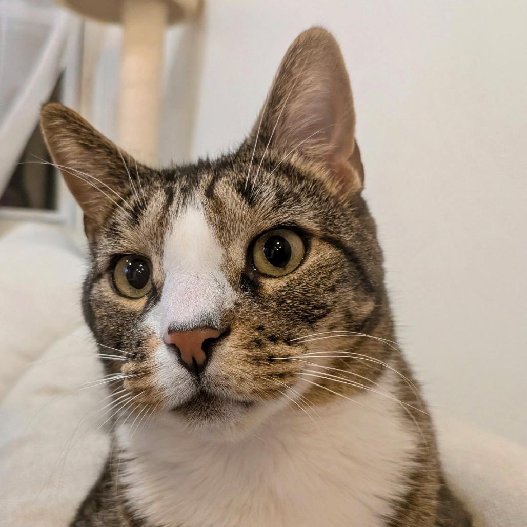 Gill, a Adoptable Domestic Short Hair in Fredericksburg, VA image 3/5