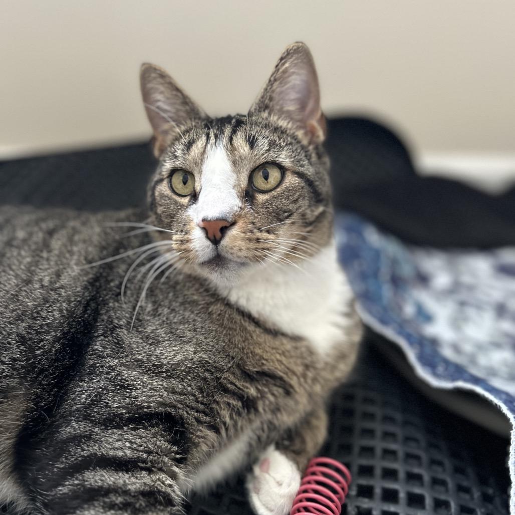 Gill, a Adoptable Domestic Short Hair in Fredericksburg, VA image 4/5