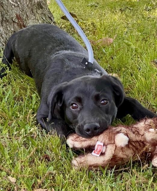 Enlarge Kellie, a Adoptable mixed breed in Washington, DC image 1/4