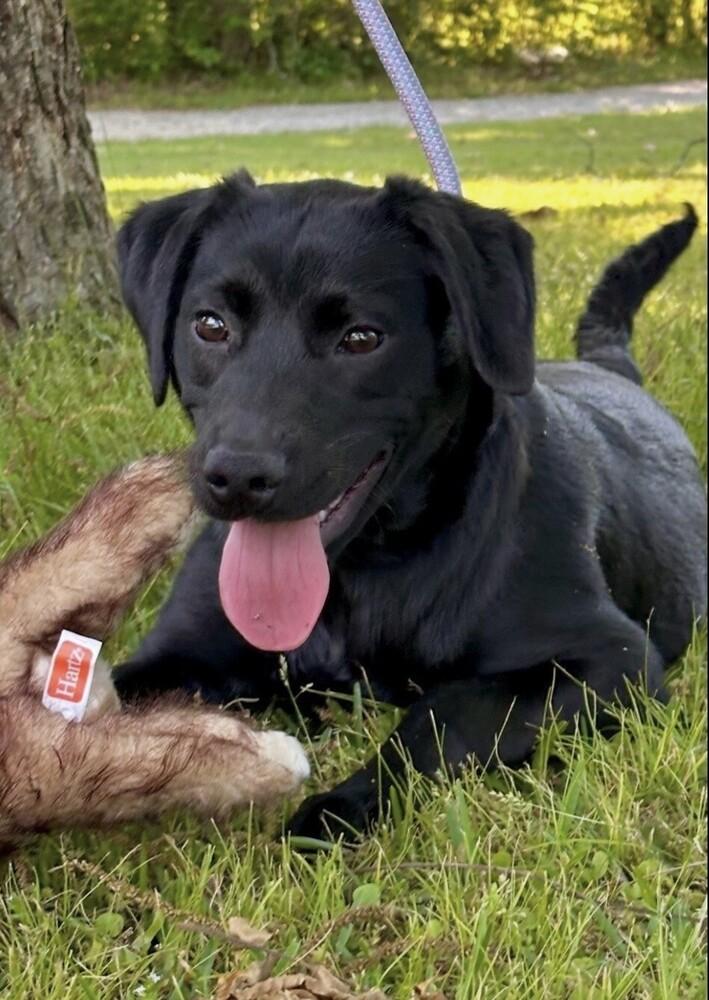 Enlarge Kellie, a Adoptable mixed breed in Washington, DC image 2/4