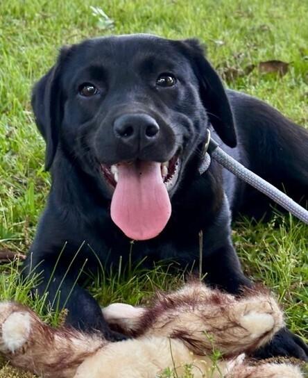 Enlarge Kellie, a Adoptable mixed breed in Washington, DC image 3/4