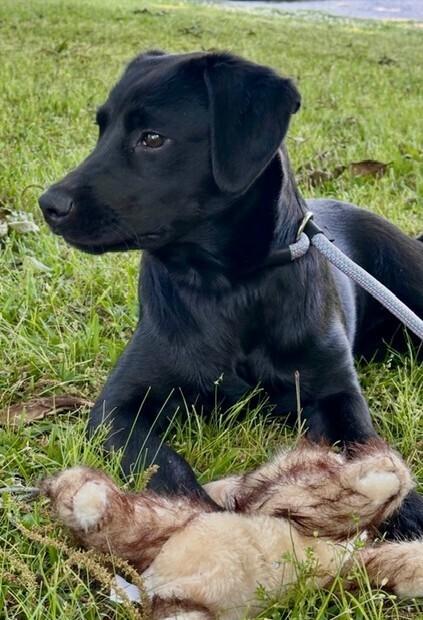 Enlarge Kellie, a Adoptable mixed breed in Washington, DC image 4/4