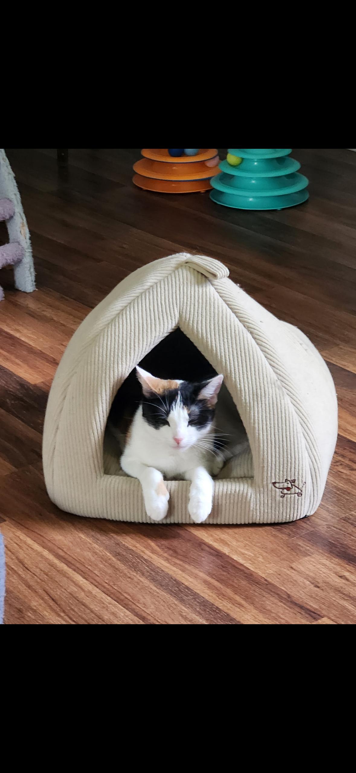 Enlarge Annie, a Adoptable Domestic Medium Hair in Stamford, CT image 3/3