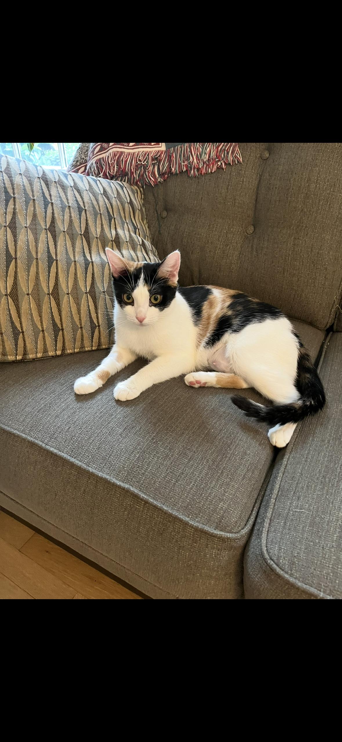 Enlarge Annie, a Adoptable Domestic Medium Hair in Stamford, CT image 2/3