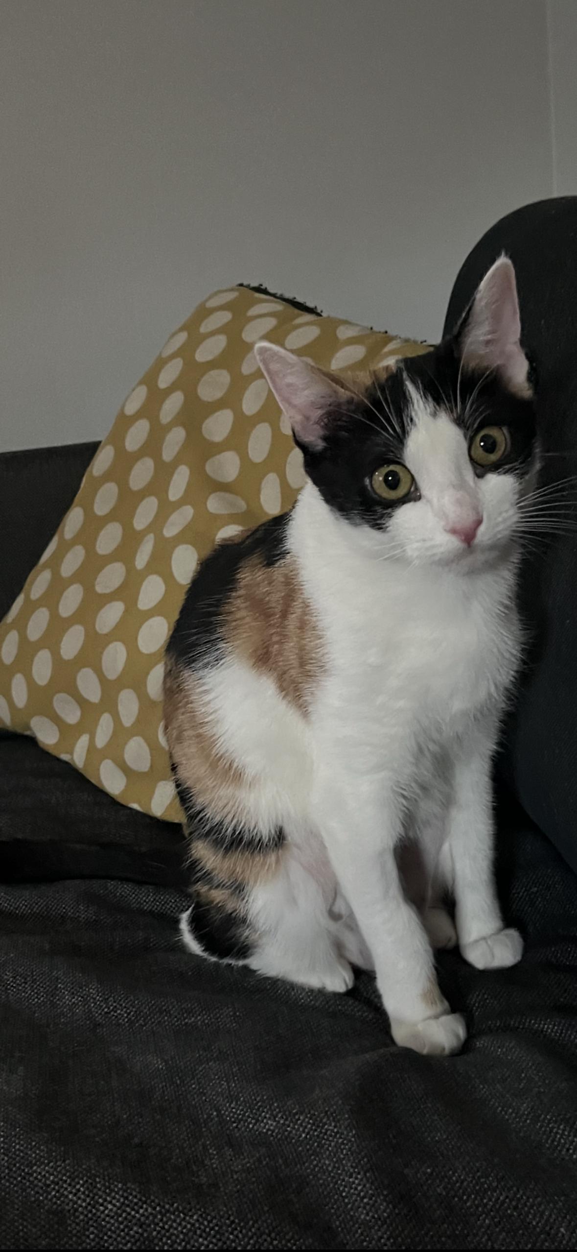 Annie, Adoptable, Young Female Domestic Medium Hair.