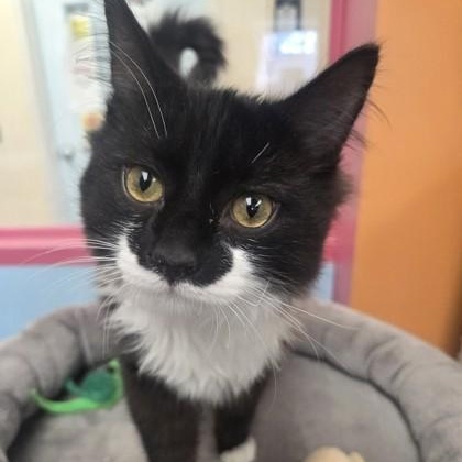 Enlarge John, an adopted Domestic Medium Hair in Worcester, MA image 1/1